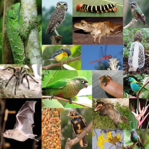 biodiversidade_brasileira